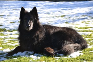 Zagan, a lovely, well behaved and loyal Belgian Shepherd. 