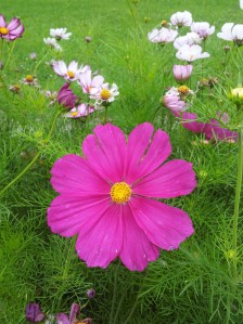Her pride and joy, gorgeous cosmos, the hot pink ones are enormous and certainly my favorite!