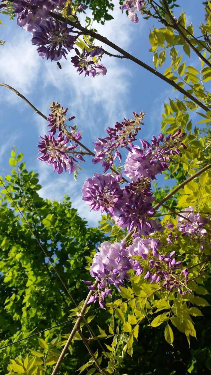 Home Sweet Dreaming Wisteria