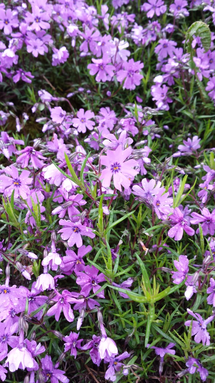 Home Sweet Dreaming In the Rock Garden