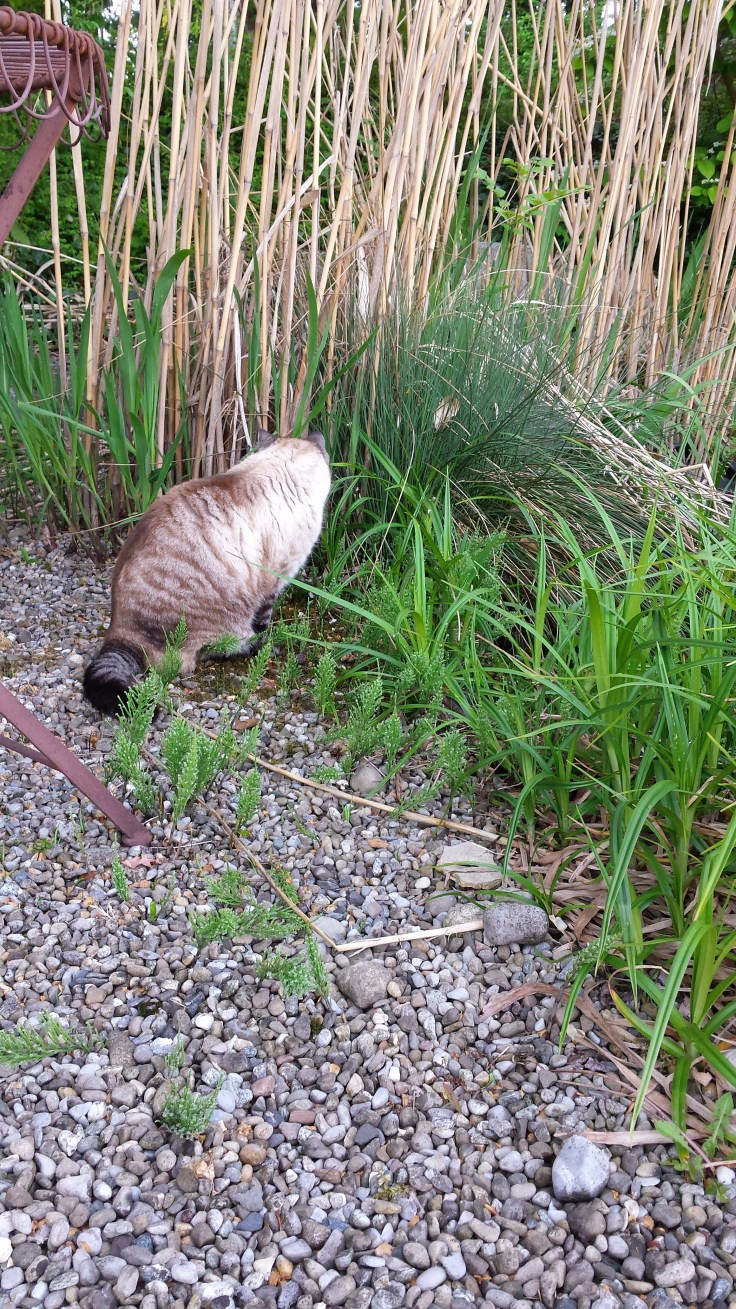 Home Sweet Dreaming My adoptive cat, checking out the froggies. 