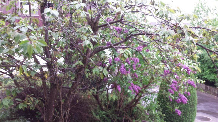 Home Sweet Dreaming The view out my window right now.  My beautiful Lilacs
